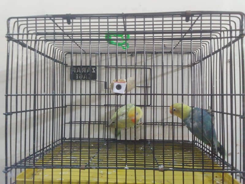 Parblue | Albino | decino | love birds For Sale 4