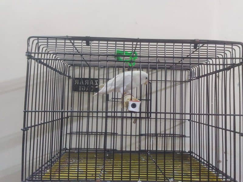 Parblue | Albino | decino | love birds For Sale 5