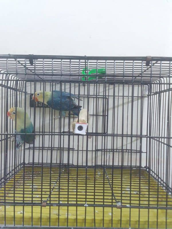 Parblue | Albino | decino | love birds For Sale 7