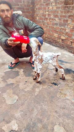 Bakra for sale