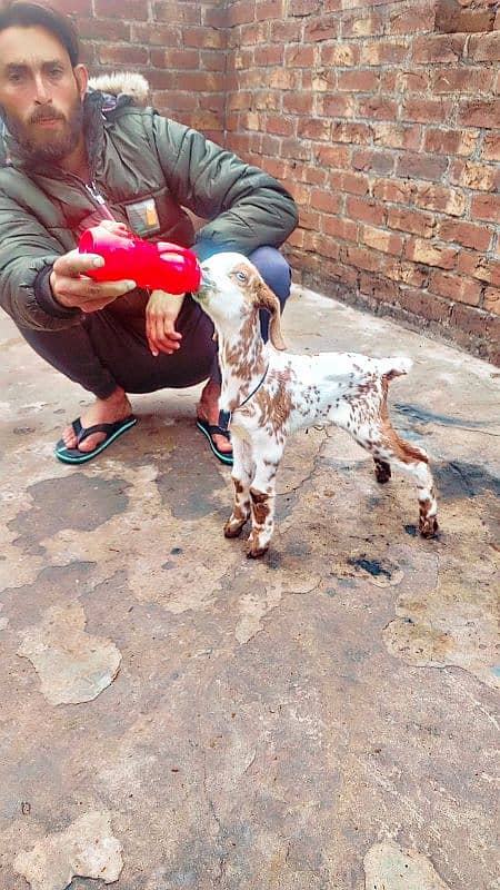 Bakra for sale 0