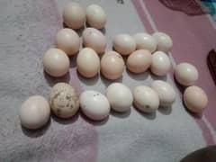 High quality aseel eggs and chicks