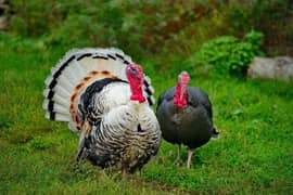 Turkey chicks and eggs for sale