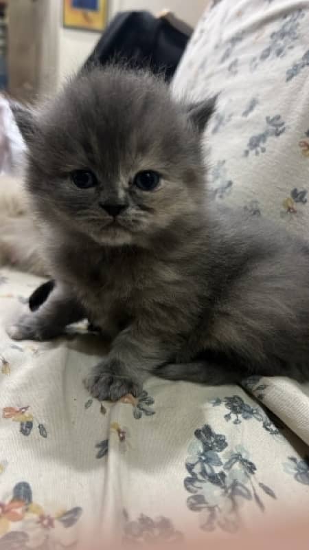 Picky face persian cat 1 month old 0