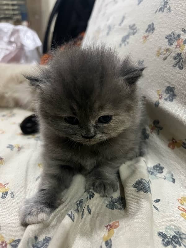 Picky face persian cat 1 month old 2