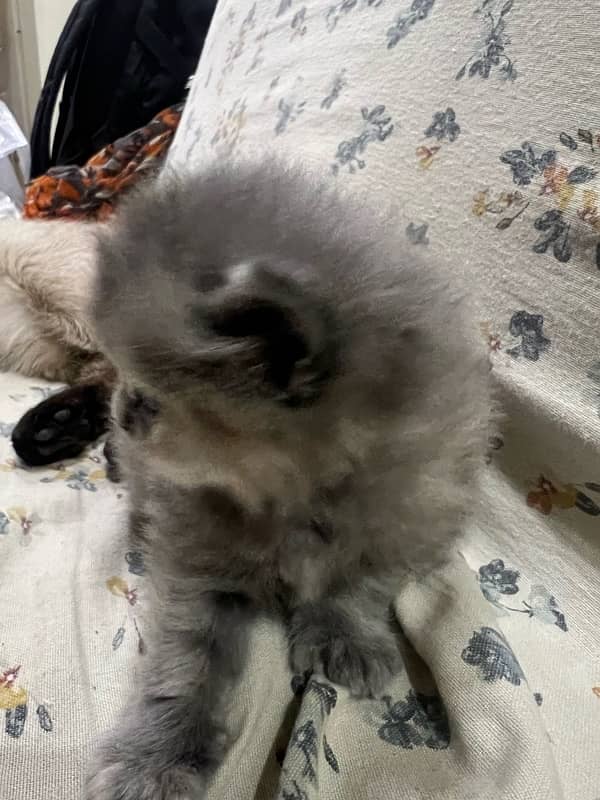 Picky face persian cat 1 month old 4