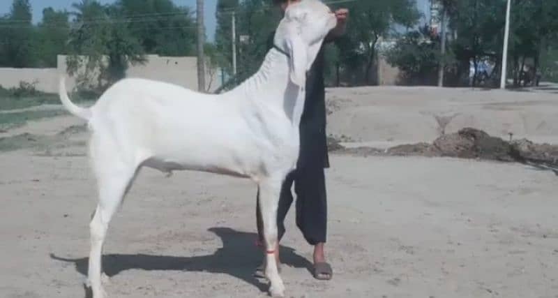 Rajanpuri Bakra Urgent For Sale WhatsApp On 0313,4935,145 0