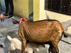 bakri dasi with male kid  03234438191