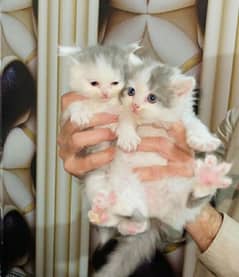 pure Persian kittens