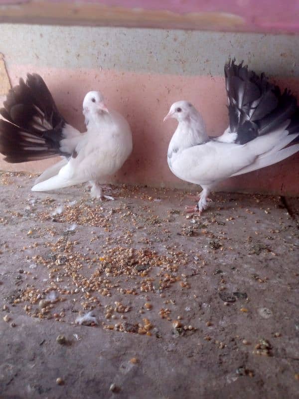 Lucky Pigeons 0