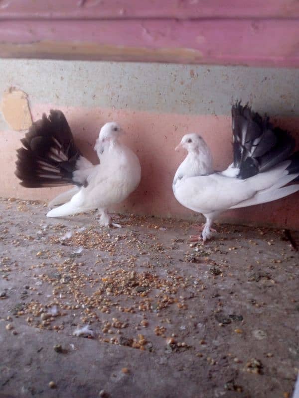 Lucky Pigeons 1