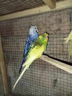 Hogo crusted Australian parrots Exchange posible with other birds