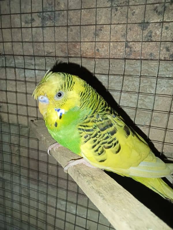 Hogoromo Australian parrots healthy and active 1