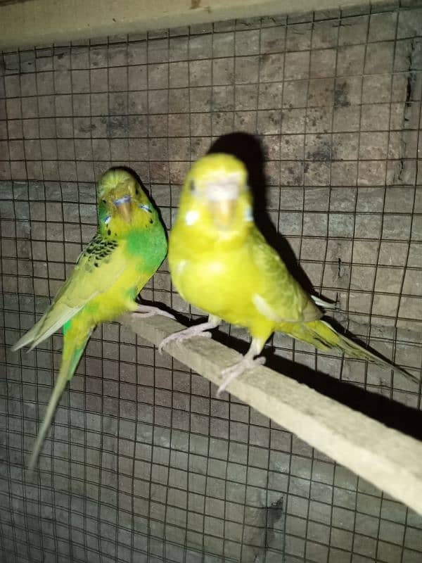 Hogoromo Australian parrots healthy and active 4