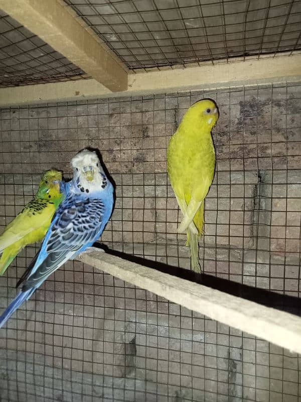 Hogoromo Australian parrots healthy and active 5