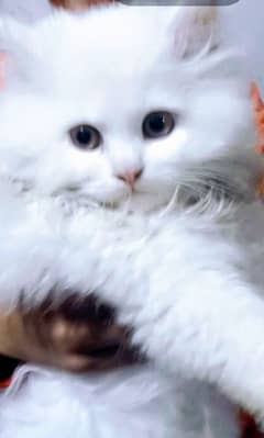 60 days old Persian cat for sale