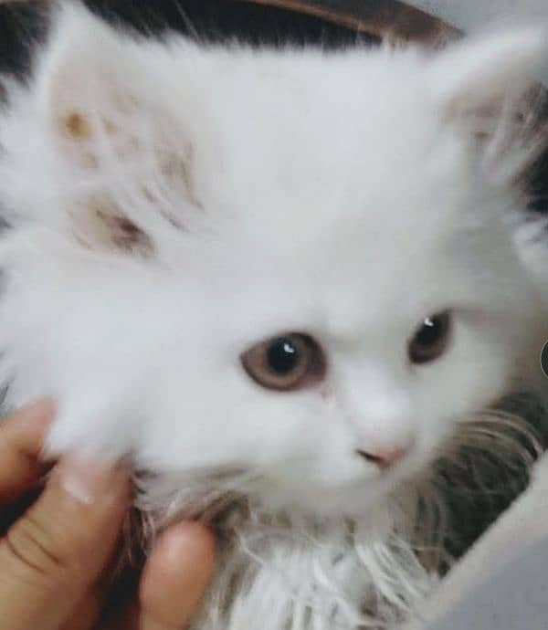 60 days old Persian cat for sale 1