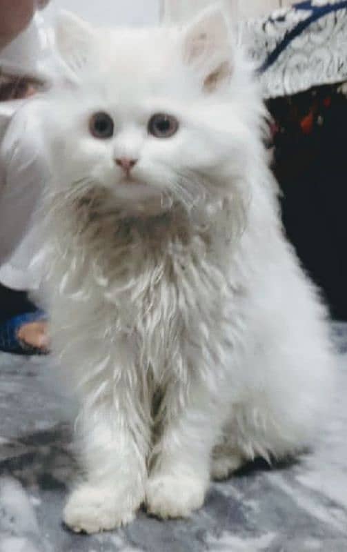 60 days old Persian cat for sale 2