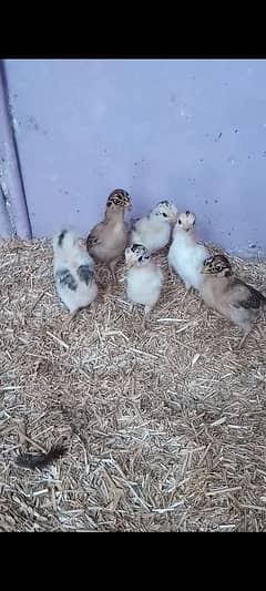 selling aseel chicks