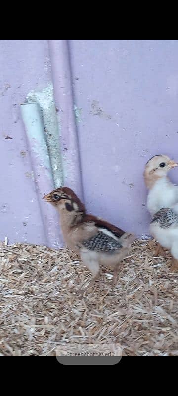 selling aseel chicks 2