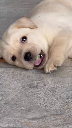 labrador puppy