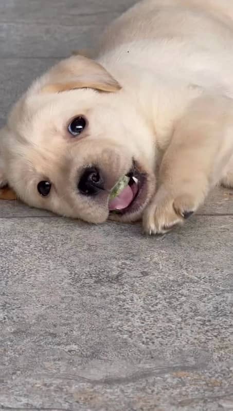 labrador puppy 0