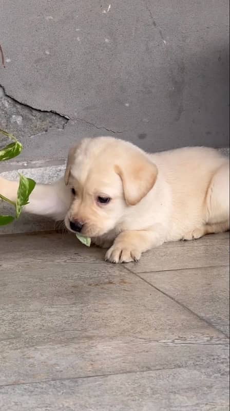 labrador puppy 1