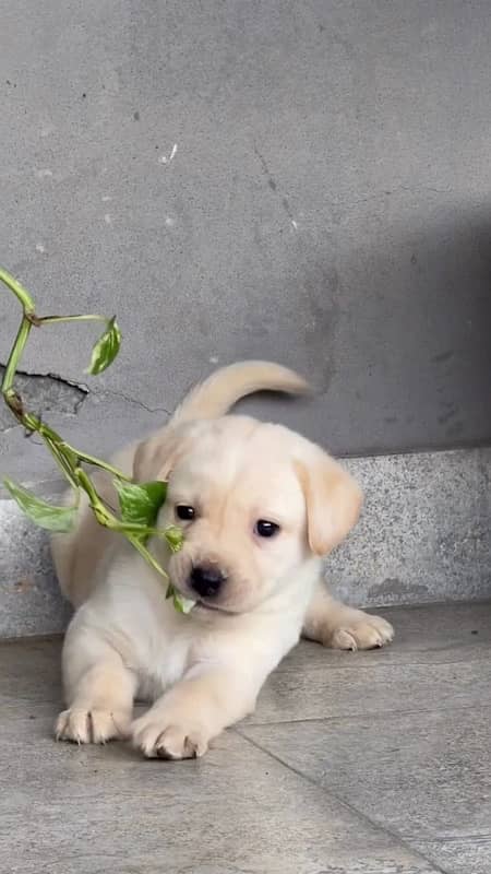 labrador puppy 2