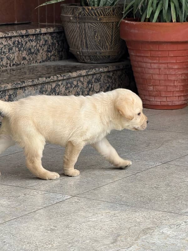 labrador puppy 3