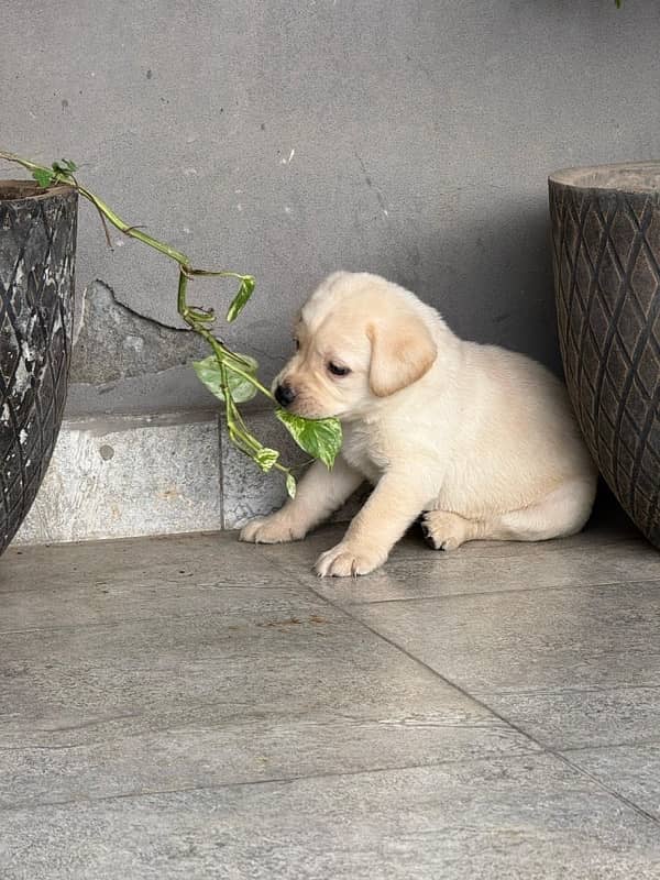 labrador puppy 4