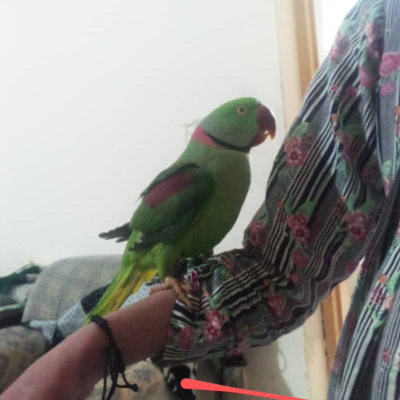 Raw parrot hand tame zero bite. best for children 2