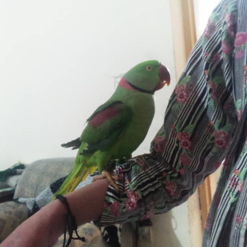 Raw parrot hand tame zero bite. best for children 3