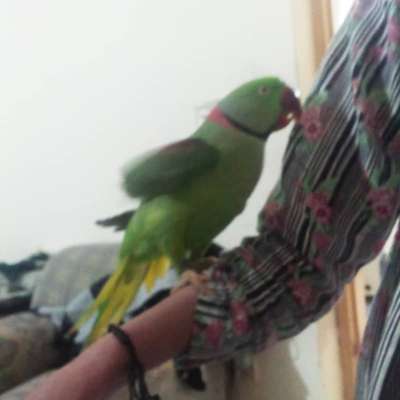 Raw parrot hand tame zero bite. best for children 4