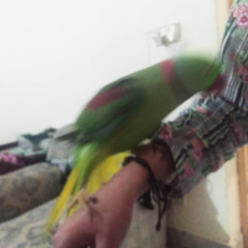 Raw parrot hand tame zero bite. best for children 5