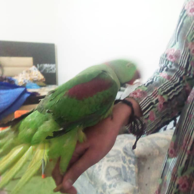 Raw parrot hand tame zero bite. best for children 6