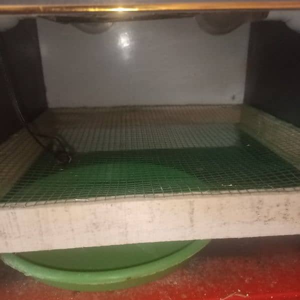 Egg incubator 1