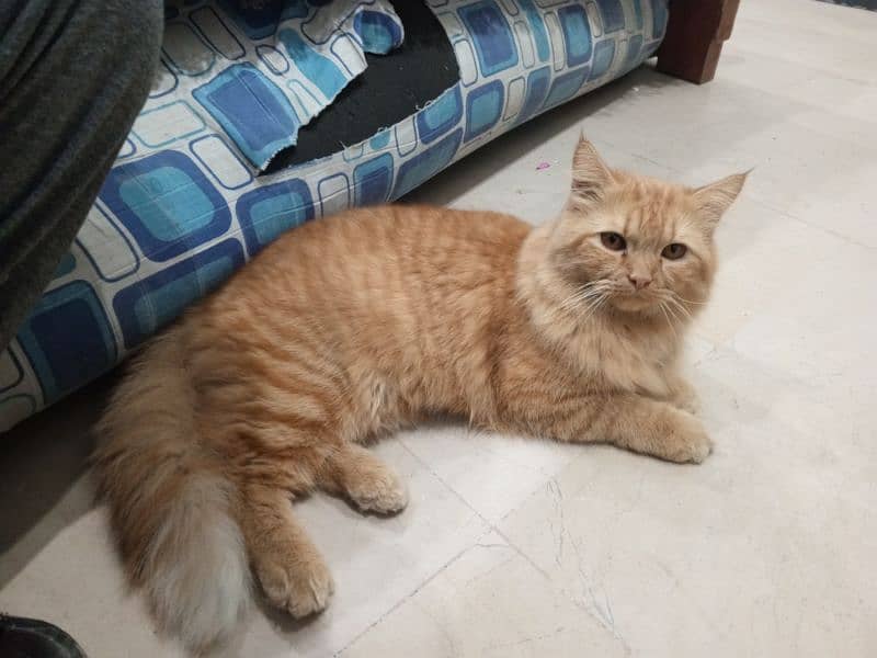 Persian Male Cat 0