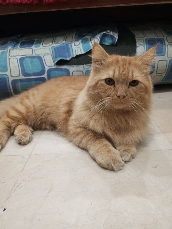 Persian Male Cat 1