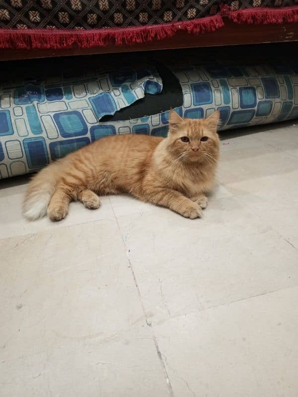 Persian Male Cat 2