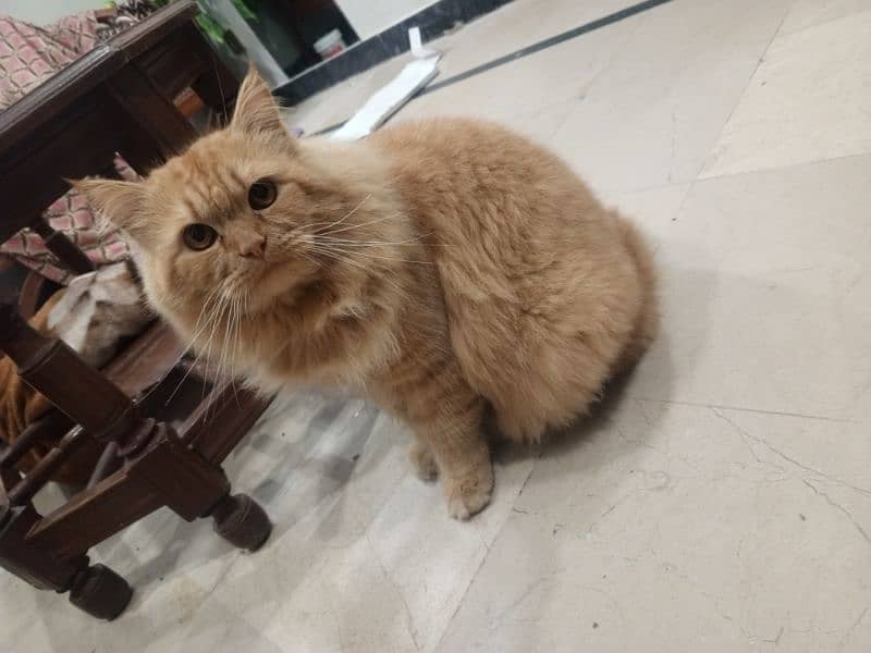 Persian Male Cat 3