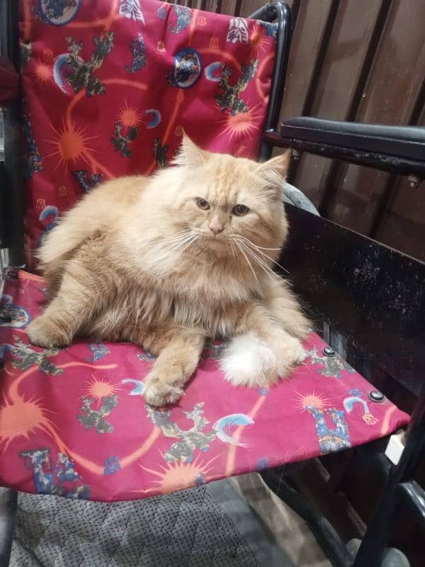 Persian Male Cat 4