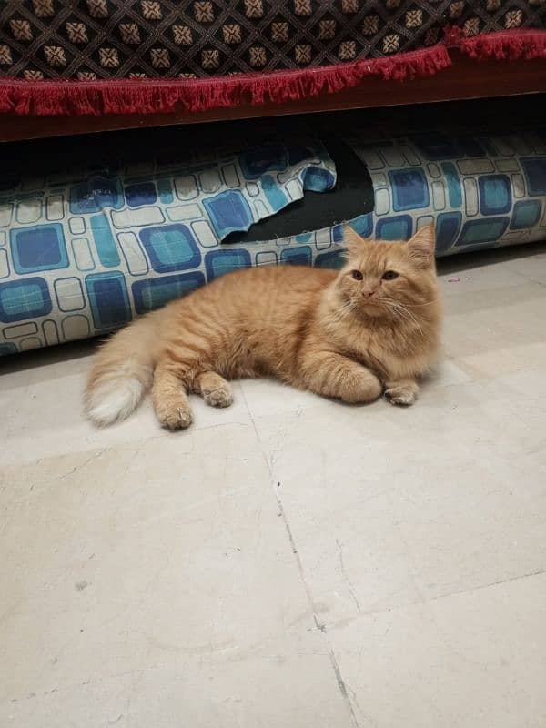 Persian Male Cat 5