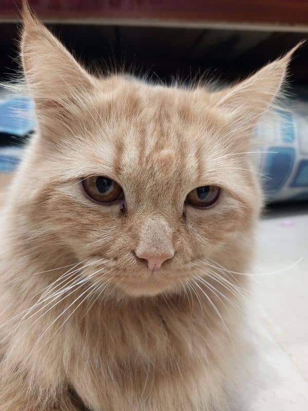 Persian Male Cat 6