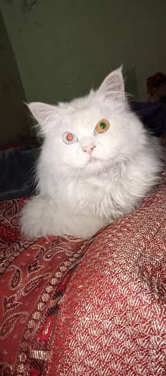 Persian Cats