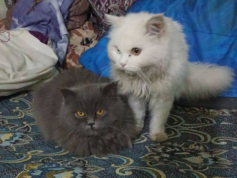 Persian Cats 1