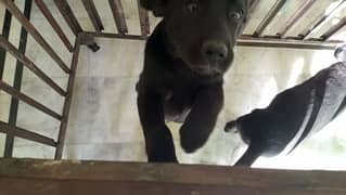 Labrador female puppies.