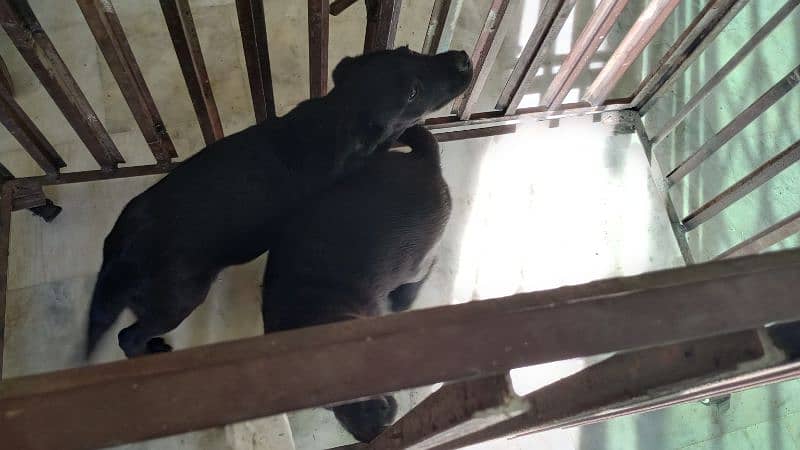 Labrador female puppies. 1