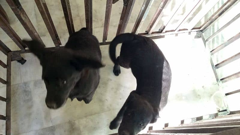 Labrador female puppies. 2