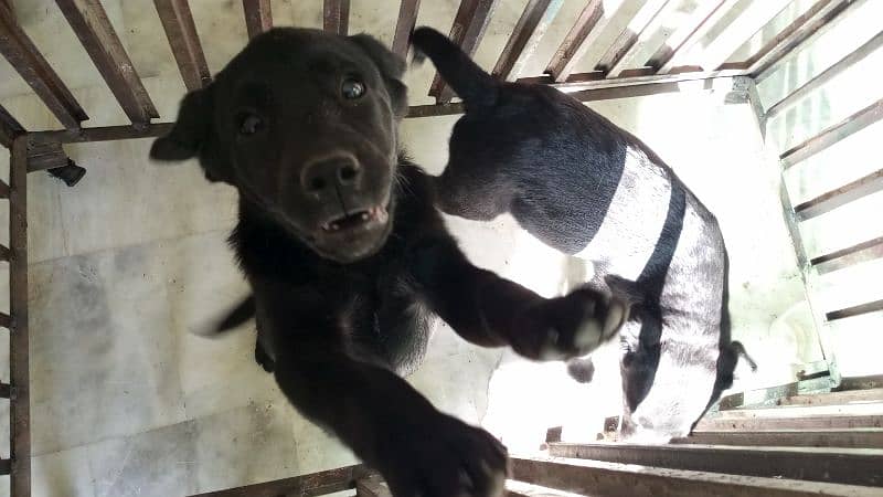 Labrador female puppies. 4