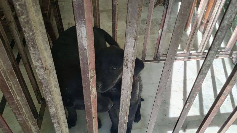 Labrador female puppies. 5